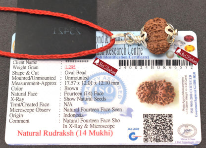 ShriRudram 14 Mukhi Rudraksha Fourteen Face Rudraksh Java Bead Pendant Yoga Jewelry Lab Certified 17.57 MM