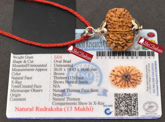 ShriRudram 13 Mukhi Rudraksha / Thirteen Face Rudraksh Nepal Bead Lab Certified 26.01 MM