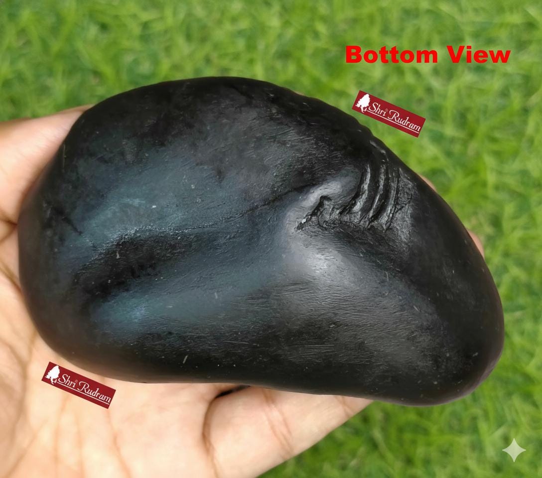 ShriRudram Golden Matsya Shaligram / Matasya Saligram Stone Gandaki Nepal LNS346