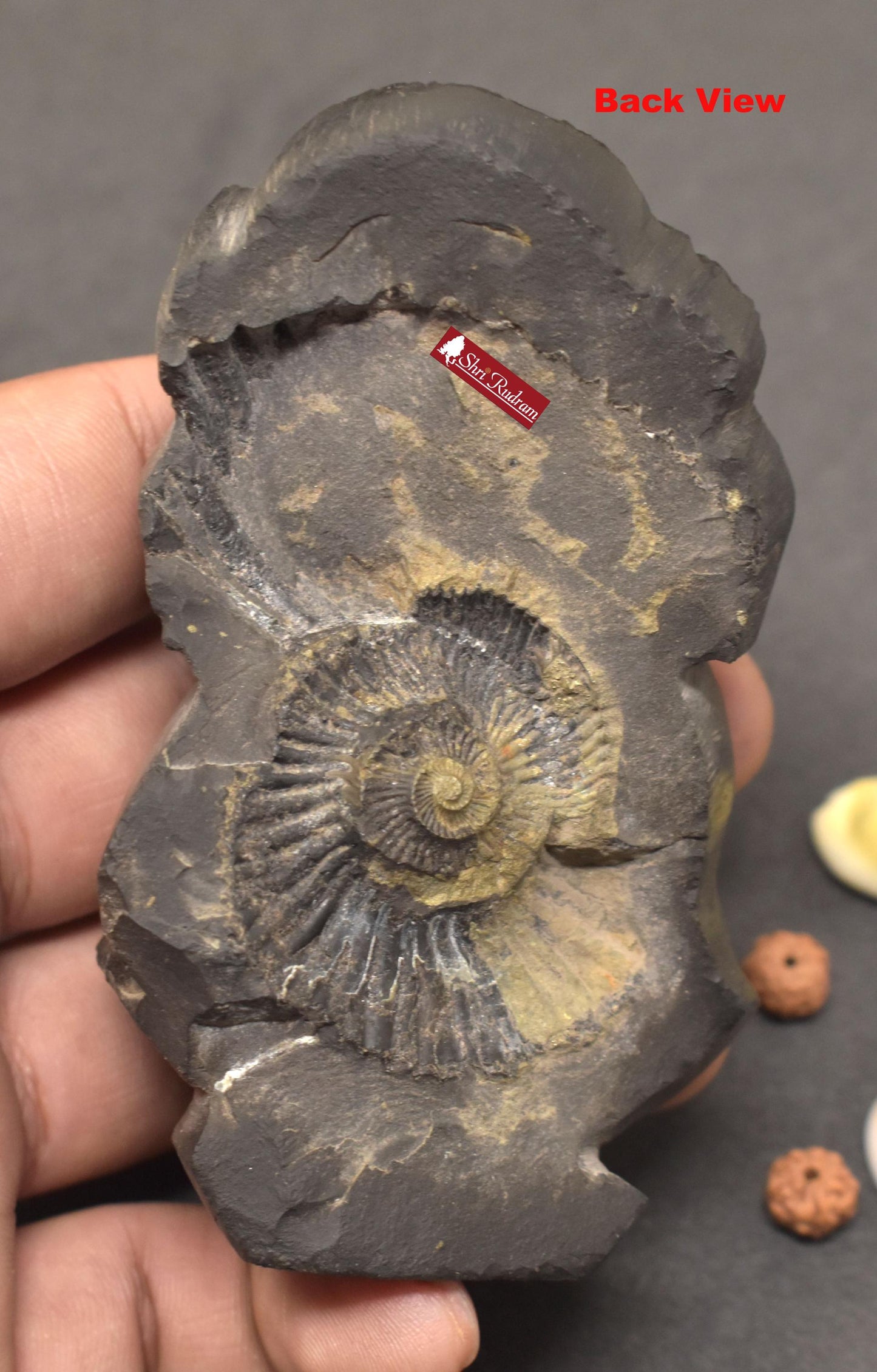 ShriRudram Tirupati Balaji Murti Venkateshwar Statue Idol Carved on Sudarshan Shaligram Nepal TS210