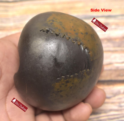 ShriRudram Rare Golden Luxmi Narsimha Shaligram, Saligram Stone - Gandaki Nepal, , Pooja Item, Vishnu Puja, Religious Gifts NS308