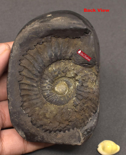 ShriRudram Dwarkadhish Murti / Dwarkadhesh Krishna Idol Carved on Sudarshan Shaligram DW320