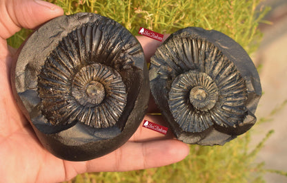ShriRudram Golden Laxmi Narayan Shaligram, Spiritual Gifts, Lord Vishnu Chakra Inside, Saligram - Gandaki River Nepal, Holy Stone DLK462