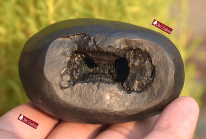 ShriRudram Krishna Shaligram / Krishan Saligram Stone Ammolite Gandaki Nepal BK300