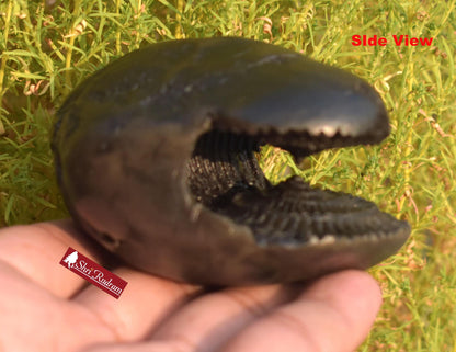 ShriRudram Rare Big Hayagriva Shaligram / Hygriva Saligram Religious Gift Gandkai Nepal HS293