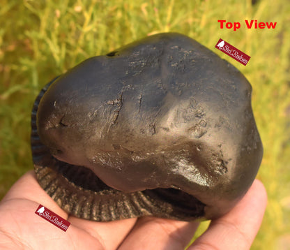 ShriRudram Rare Big Hayagriva Shaligram / Hygriva Saligram Religious Gift Gandkai Nepal HS293
