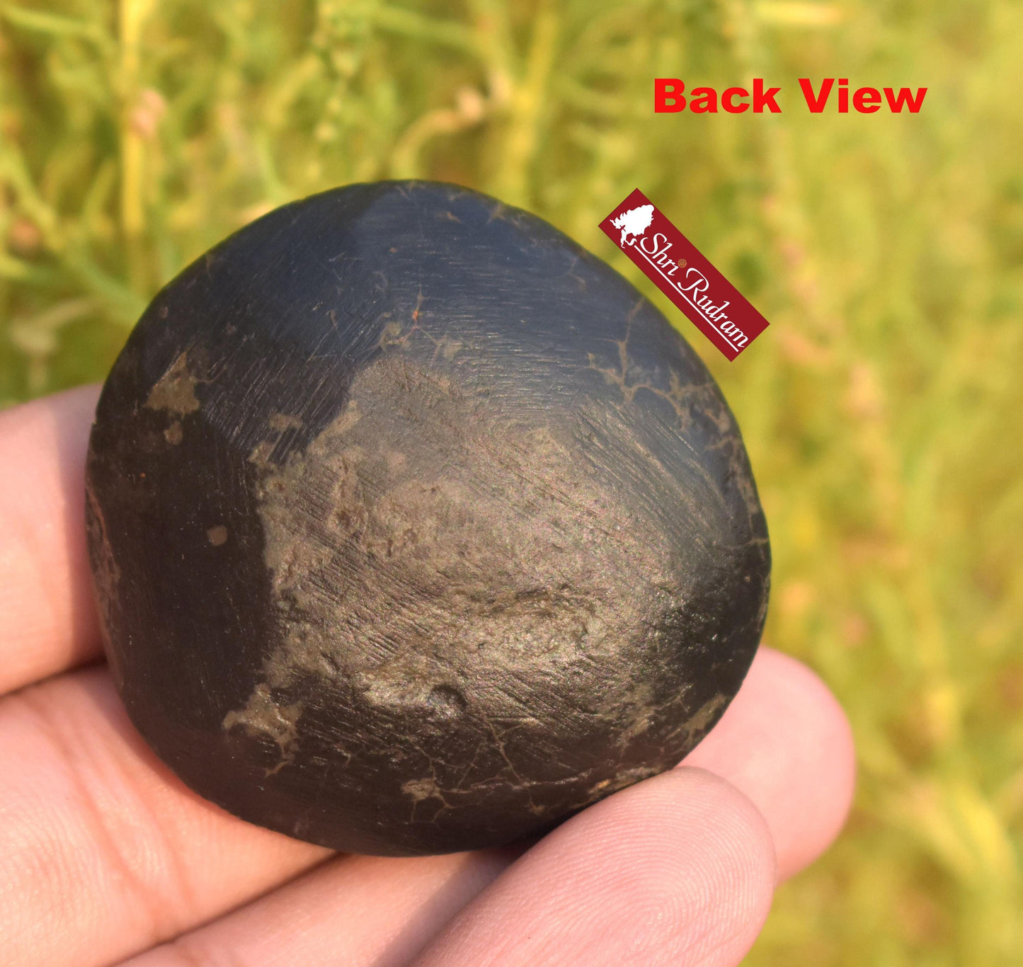 ShriRudram Sudarshan Shaligram / Sudershan Saligram Stone Gandaki Nepal SB41