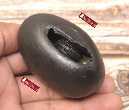 ShriRudram Varaha Shaligram Laxmi Varaha Saligram Stone Gandaki Nepal, Pooja Item, VS190