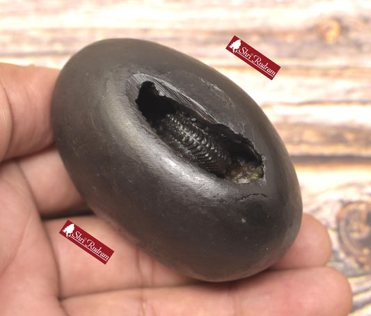 ShriRudram Varaha Shaligram Laxmi Varaha Saligram Stone Gandaki Nepal, Pooja Item, VS190