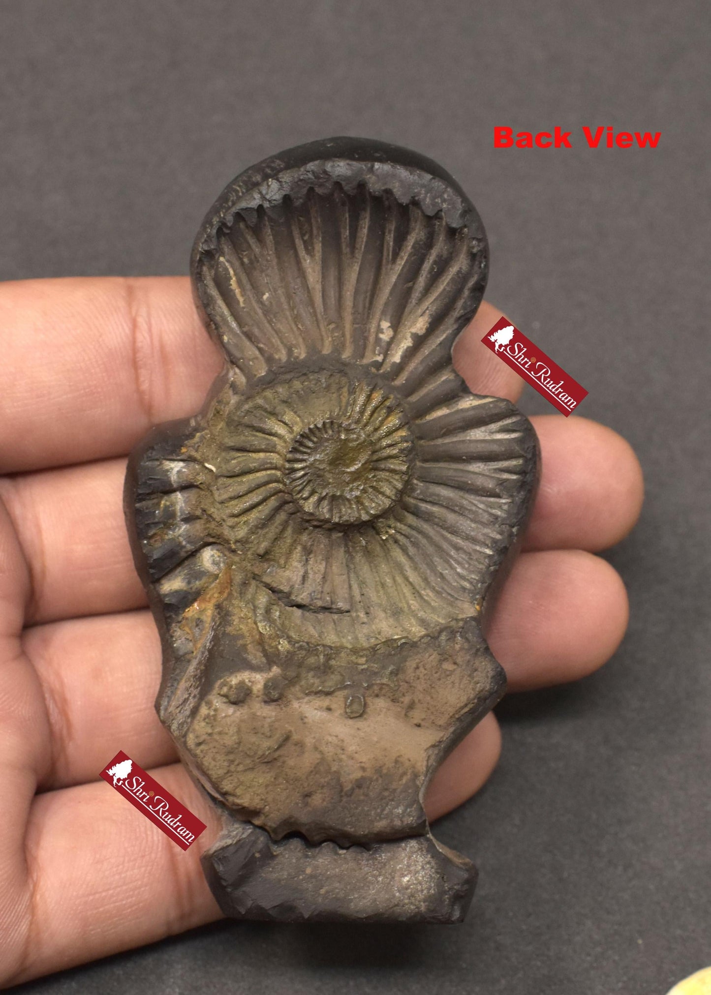 ShriRudram Panduranga Murti Vitthal Idol Carved on Sudarshan Shaligram Nepal PR132