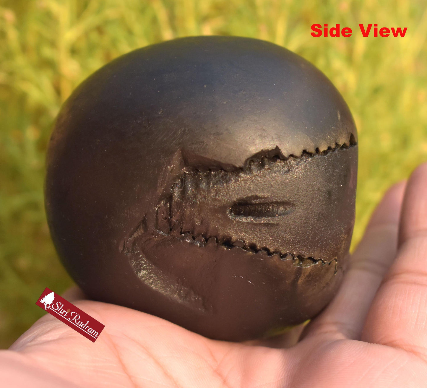 ShriRudram Luxmi Narsimha Shaligram, Saligram Stone Gandaki Nepal, Ritual Object, Pooja Item, Vishnu Puja, Religious Gifts NS323