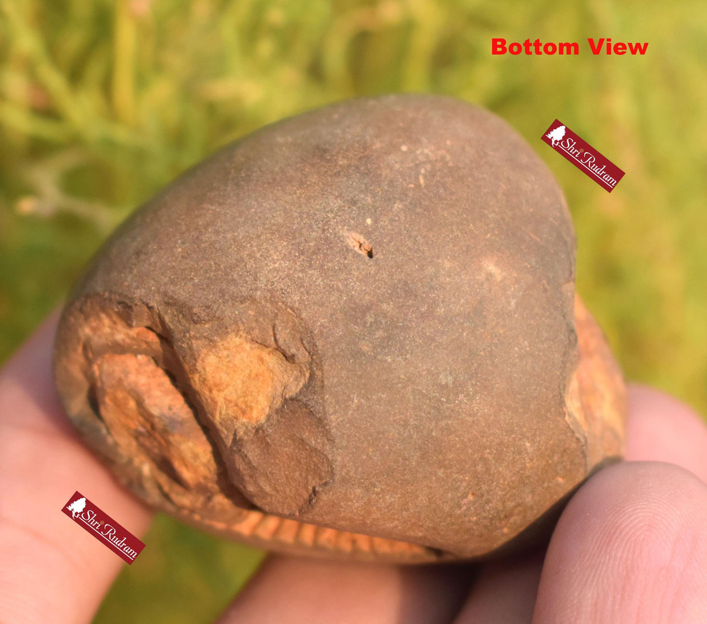 ShriRudram Rare Yellow Brown Narsimha Shaligram, Narsimha Shaligram, Religious Gifts, Saligram Stone, Gandaki Nepal, Ritual Object BNS70