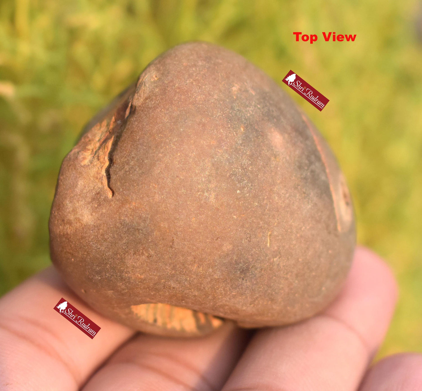 ShriRudram Rare Yellow Brown Narsimha Shaligram, Narsimha Shaligram, Religious Gifts, Saligram Stone, Gandaki Nepal, Ritual Object BNS70