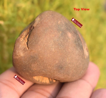 ShriRudram Rare Yellow Brown Narsimha Shaligram, Narsimha Shaligram, Religious Gifts, Saligram Stone, Gandaki Nepal, Ritual Object BNS70