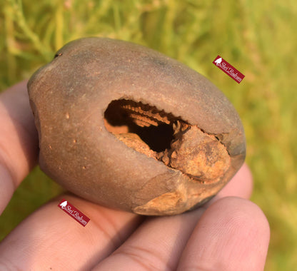 ShriRudram Rare Yellow Brown Narsimha Shaligram, Narsimha Shaligram, Religious Gifts, Saligram Stone, Gandaki Nepal, Ritual Object BNS70