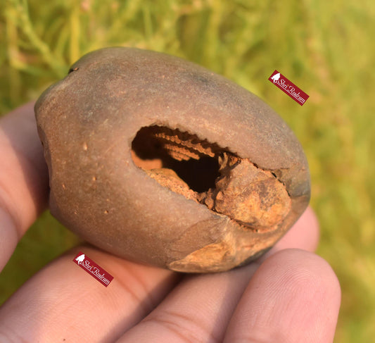 ShriRudram Rare Yellow Brown Narsimha Shaligram, Narsimha Shaligram, Religious Gifts, Saligram Stone, Gandaki Nepal, Ritual Object BNS70