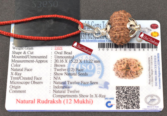 ShriRudram 12 Mukhi Rudraksha / Twelve Face Rudraksh Java Bead Lab Certified 20.16 MM