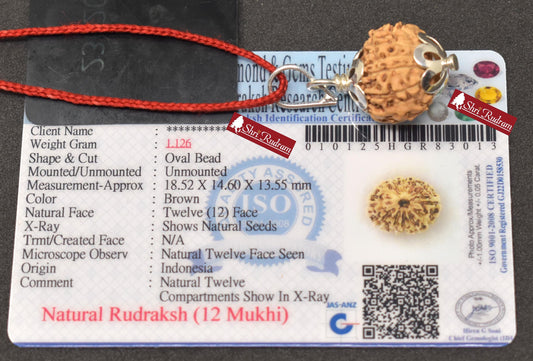 ShriRudram 12 Mukhi Rudraksha / Twelve Face Rudraksh Java Bead Lab Certified 18.52 MM