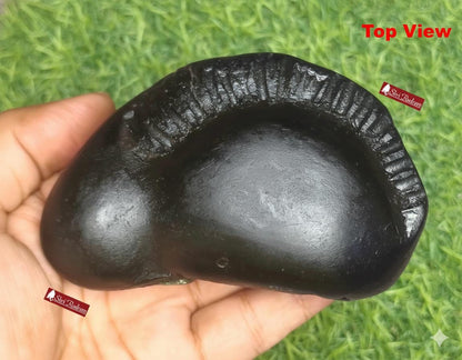 ShriRudram Golden Matsya Shaligram / Matasya Saligram Stone Gandaki Nepal LNS346