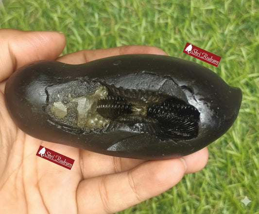 ShriRudram Golden Matsya Shaligram / Matasya Saligram Stone Gandaki Nepal LNS346