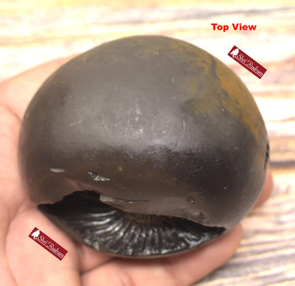 ShriRudram Rare Golden Luxmi Narsimha Shaligram, Saligram Stone - Gandaki Nepal, , Pooja Item, Vishnu Puja, Religious Gifts NS308