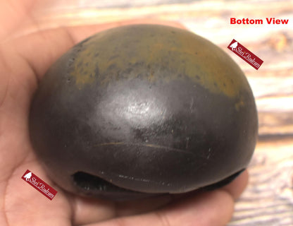 ShriRudram Rare Golden Luxmi Narsimha Shaligram, Saligram Stone - Gandaki Nepal, , Pooja Item, Vishnu Puja, Religious Gifts NS308