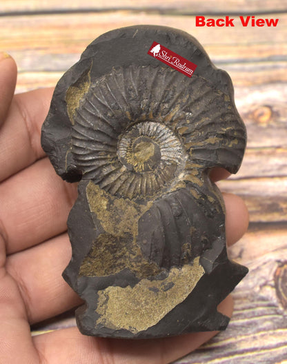 ShriRudram Tirupati Balaji Murti Venkateshwar Statue Idol Carved on Golden Sudarshan Shaligram Nepal TS187