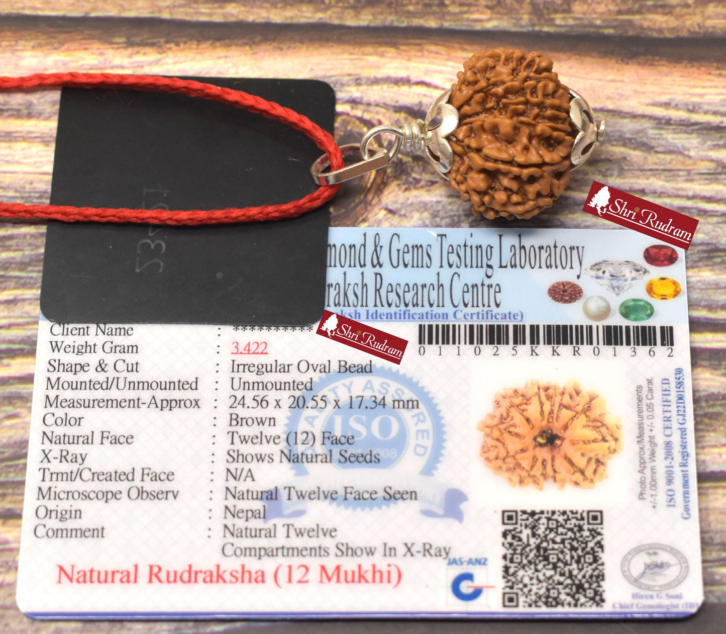 ShriRudram 12 Mukhi Rudraksha / Twelve Face Rudraksh Nepal Bead Lab Certified 24.56 MM