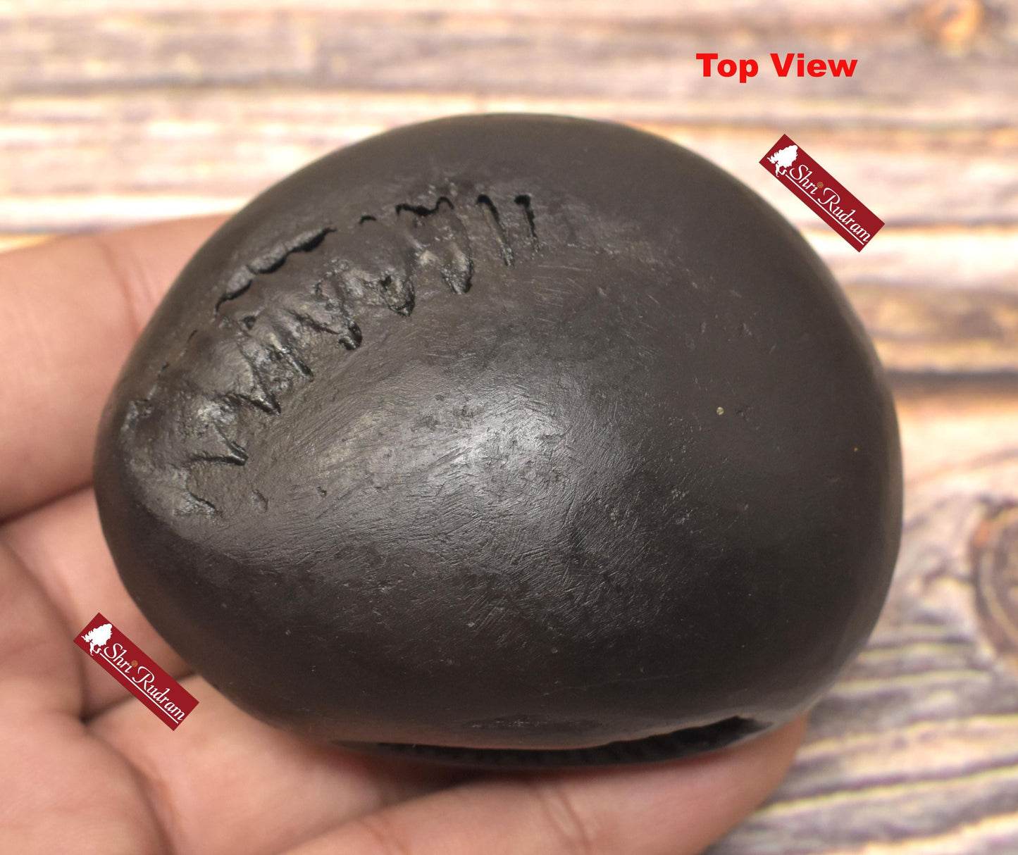 ShriRudram Varaha Shaligram Laxmi Varaha Saligram Stone Gandaki Nepal, Pooja Item, VS190
