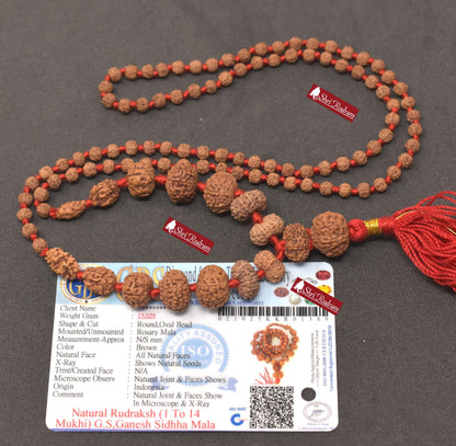 ShriRudram Siddha Mala 1 - 14 Mukhi , Gauri Shankar , Ganesh Rudraksha Rudraksh Lab Certified D89