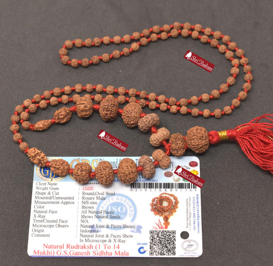 ShriRudram Siddha Mala 1 - 14 Mukhi , Gauri Shankar , Ganesh Rudraksha Rudraksh Lab Certified D89