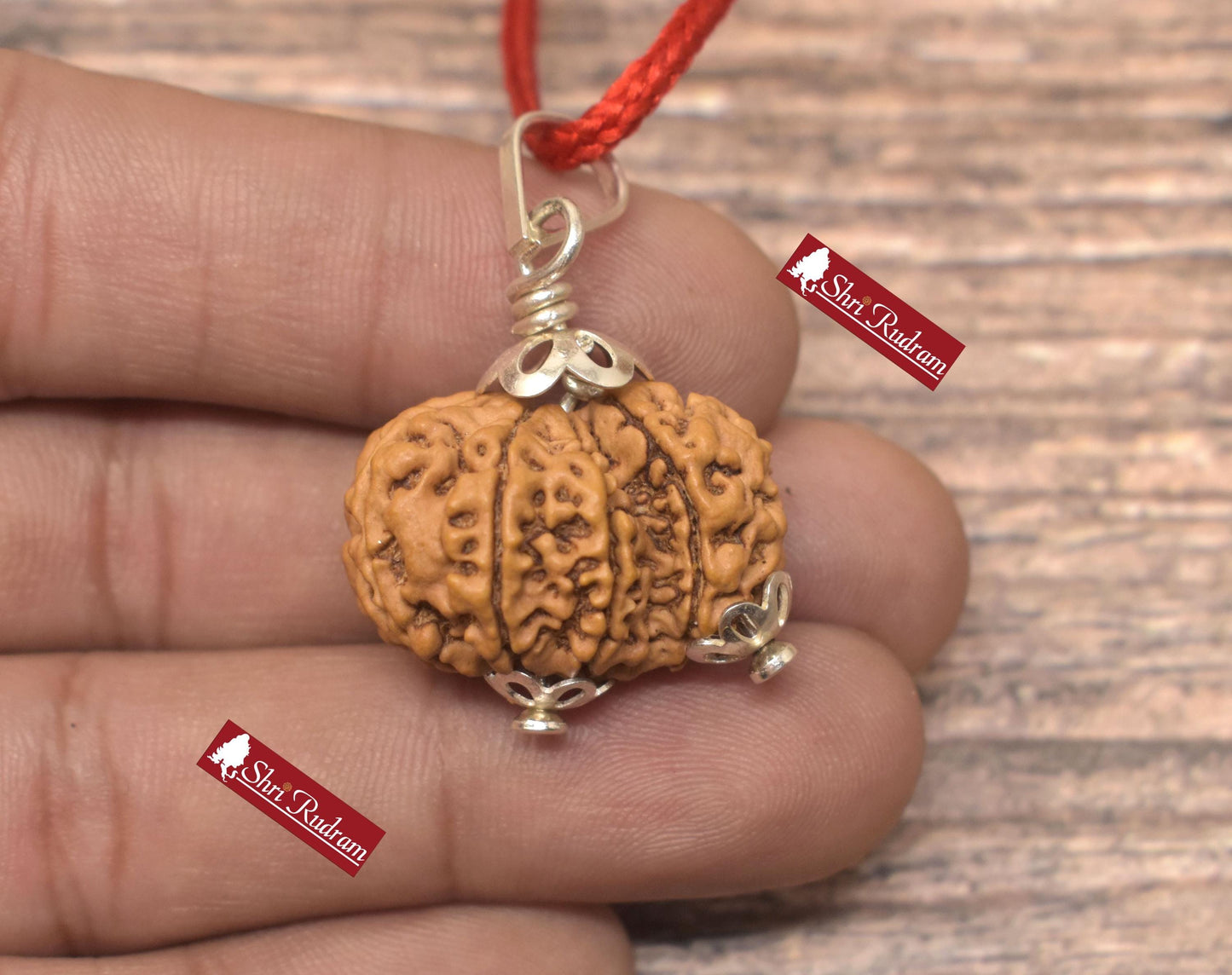 ShriRudram Garbh Gauri Rudraksha / Gouri Ganesh Rudraksh Nepal Bead Lab Certified 25.55 MM
