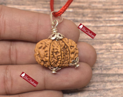 ShriRudram Garbh Gauri Rudraksha / Gouri Ganesh Rudraksh Nepal Bead Lab Certified 25.55 MM