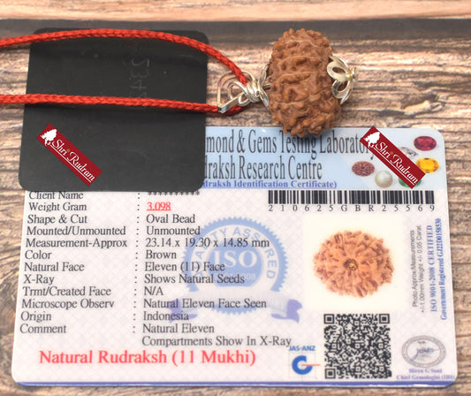 ShriRudram 11 Mukhi Rudraksha / Eleven Face Rudraksh Java Bead Lab Certified 23.14 MM