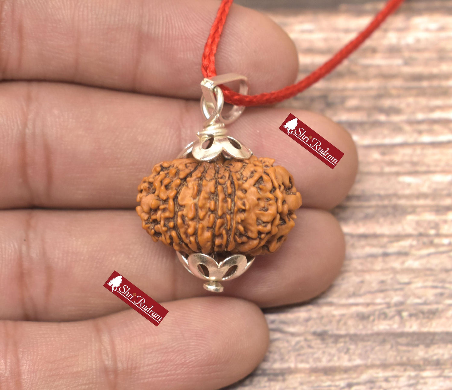 ShriRudram 13 Mukhi Rudraksha / Thirteen Face Rudraksh Nepal Bead Lab Certified 24.85 MM