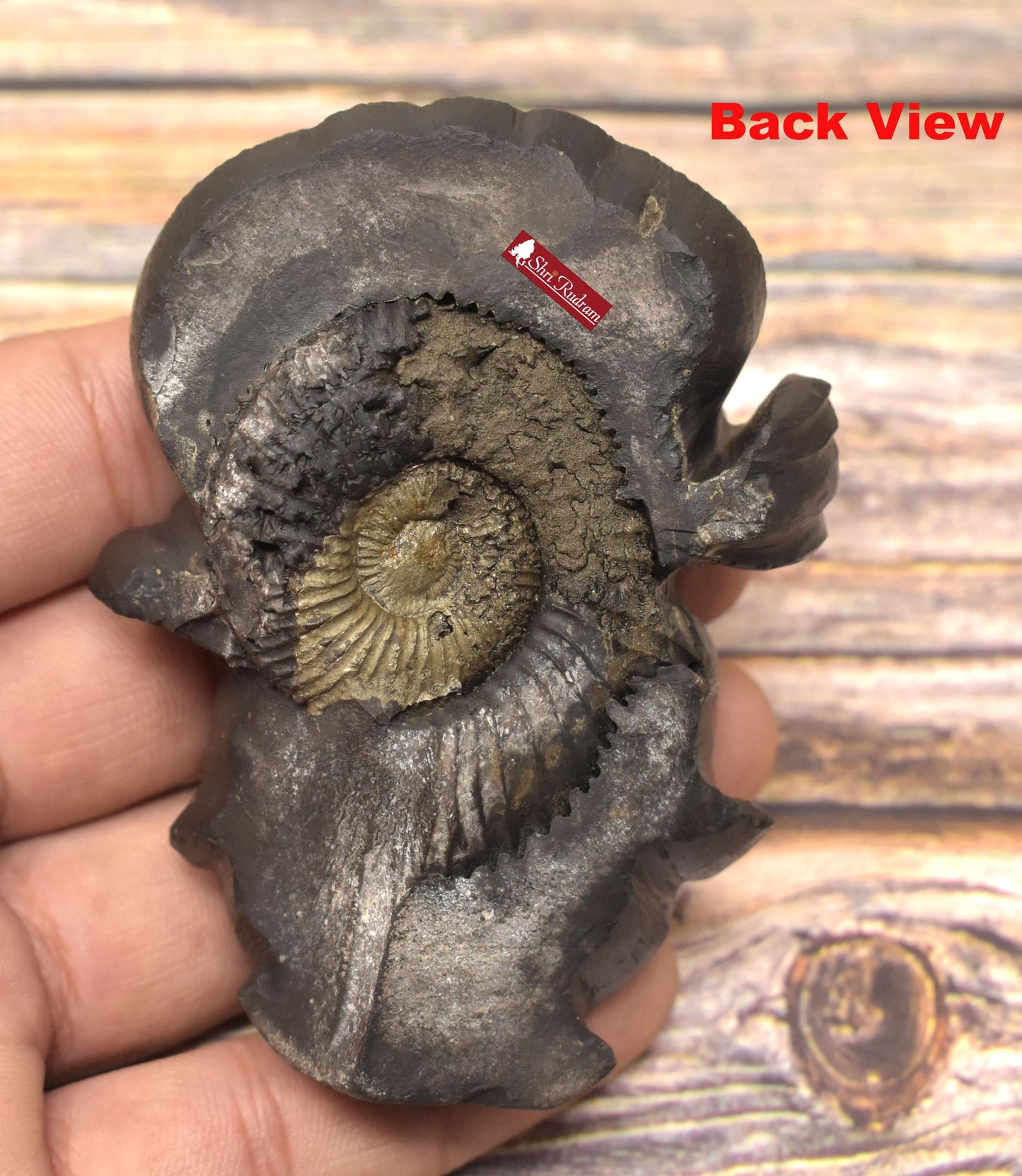 ShriRudram Krishna Murti / Krishan Kanha Idol Iskcon Carved on Sudarshan Shaligram Nepal KC188