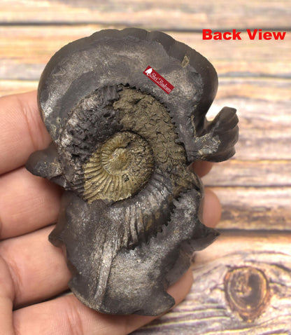 ShriRudram Krishna Murti / Krishan Kanha Idol Iskcon Carved on Sudarshan Shaligram Nepal KC188