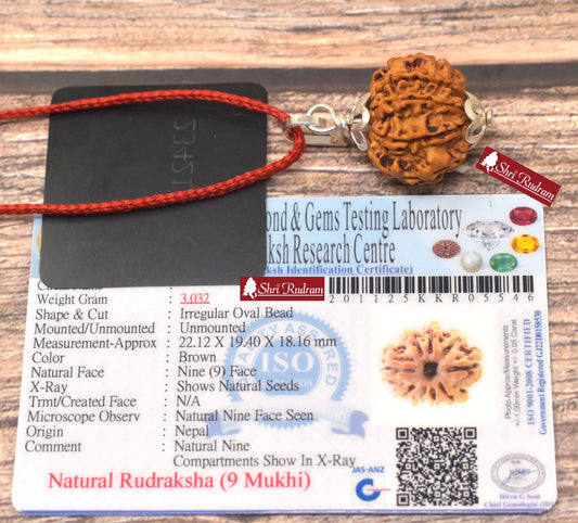 ShriRudram 9 Mukhi Rudraksha / NIne Face Rudraksh Nepal Bead Lab Certified Size 22.12 MM