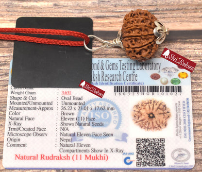 ShriRudram 11 Mukhi Rudraksha / Eleven Face Rudraksh Nepal Bead Super Collector Lab Certified 26.22 MM