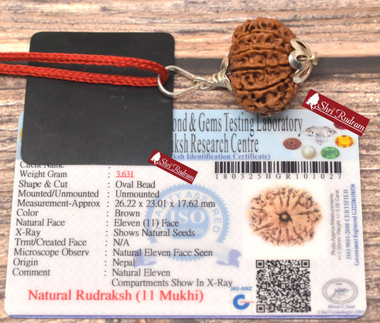 ShriRudram 11 Mukhi Rudraksha / Eleven Face Rudraksh Nepal Bead Super Collector Lab Certified 26.22 MM