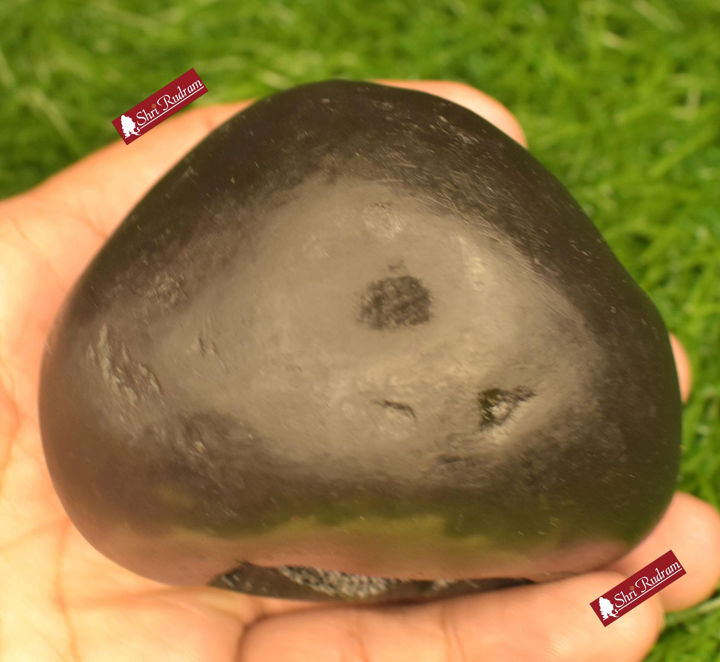 ShriRudram Vishnu  Shaligram, Saligram Stone - Gandaki Nepal,, Pooja Item, Vishnu Puja, Religious Gifts VS351