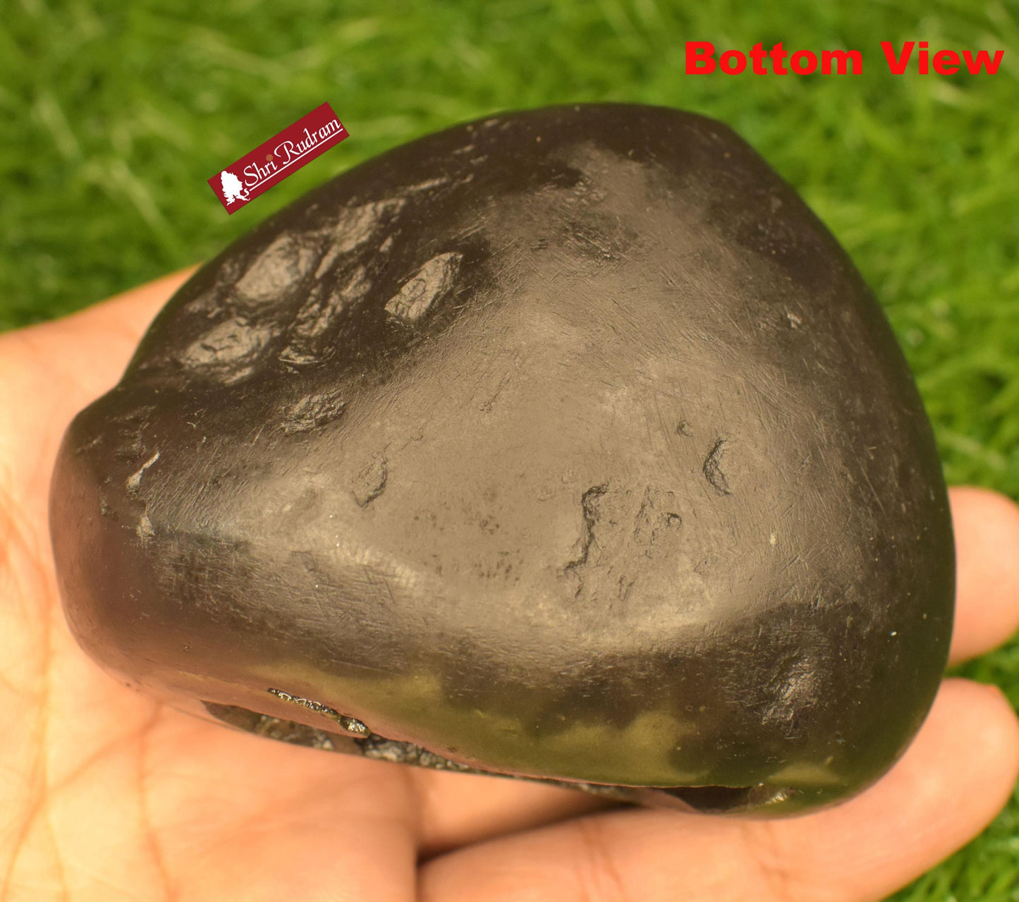 ShriRudram Vishnu  Shaligram, Saligram Stone - Gandaki Nepal,, Pooja Item, Vishnu Puja, Religious Gifts VS351