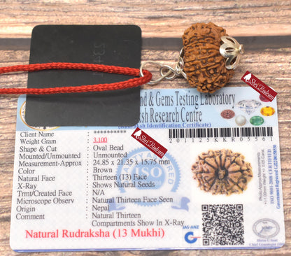 ShriRudram 13 Mukhi Rudraksha / Thirteen Face Rudraksh Nepal Bead Lab Certified 24.85 MM