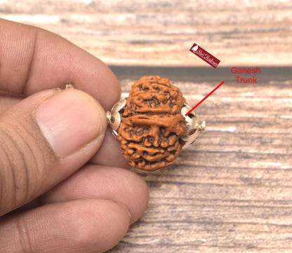 ShriRudram 11 Mukhi Ganesh Rudraksha / Eleven Face Rudraksh Nepal Bead Lab Certified 26.55 MM